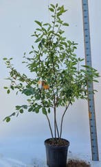Amelanchier lamarckii meerstammig 300-350, Tuin en Terras