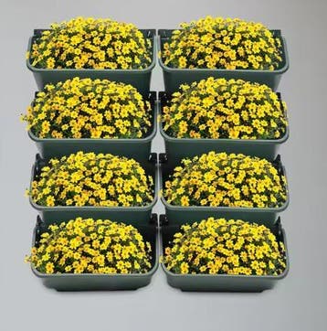 Muurplantenbakset: verticale tuin voor kruiden, groenten, Tuin en Terras, Verzenden, Nieuw