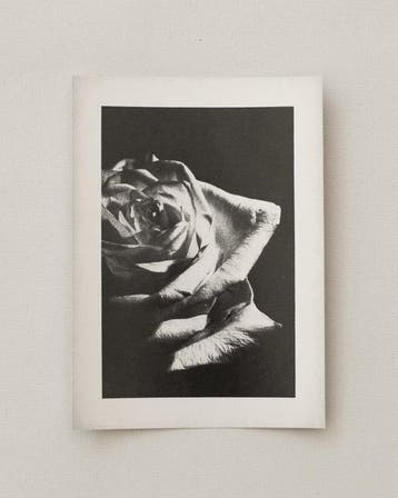 Anna Khavro - Nature (Rose) - Abstract - Gelatin silver