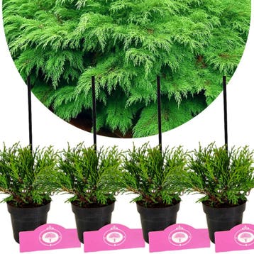 Microbiata decussata – Hoogte 15cm - 9cm pot -, Verzenden