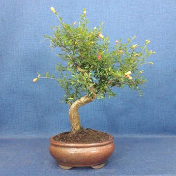 Dwerg granaatappel bonsai (Punica granatum) - Hoogte (boom):