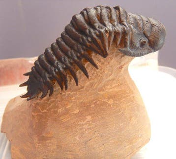 Trilobiet - Gefossiliseerd dier - Crotalocephalus gibbus -, Verzamelen, Mineralen en Fossielen