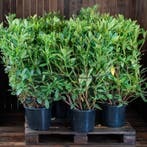 Te koop Rhododendrons Catawbiense Grandiflorum 80-100cm, Rhododendron, Struik, Minder dan 100 cm