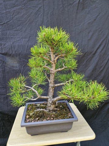 Den bonsai (Pinus) - Hoogte (boom): 47 cm - Diepte (boom):