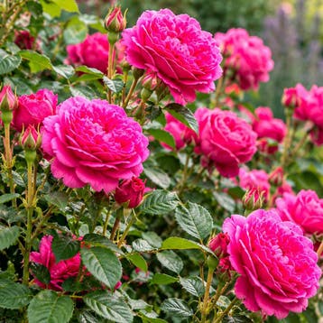 Roos ‘James L. Austin’ container (P17) Sierplanten, Rask, Verzenden