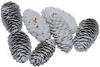 Spruce Dennenappel Spar White Wash 5 kilo, Ophalen of Verzenden, Nieuw