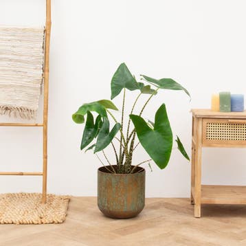Green Bubble - Alocasia Zebrina - 80cm - Ø21 cm, Ophalen of Verzenden