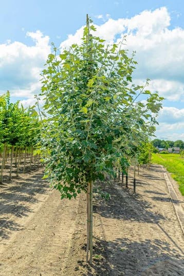 Populus alba hoogstam 20/25, Tuin en Terras