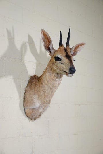 African Antelope Taxidermie wandmontage - Common Duiker -