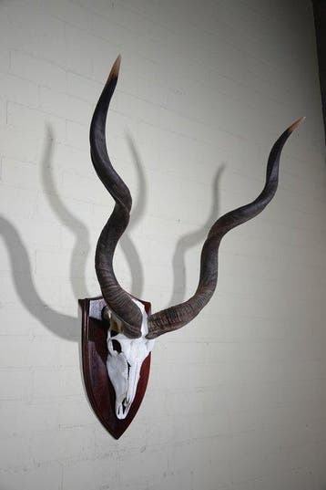 Greater Kudu Schedel - Tragelaphus strepsiceros - 105 cm -, Verzamelen, Nieuw