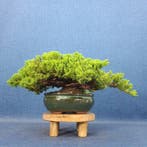 Jeneverbes bonsai (Juniperus) - Hoogte (boom): 11 cm -