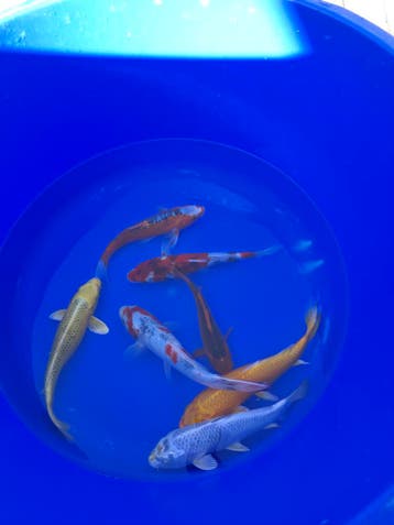 Japanse koi vanaf €11 | Einde-seizoensale tot 50%, Dieren en Toebehoren, Karper of Koi