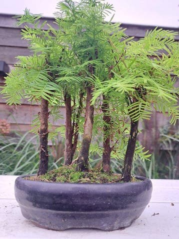 metasequoia bos in bonsaischaal - Hoogte (boom): 25 cm -