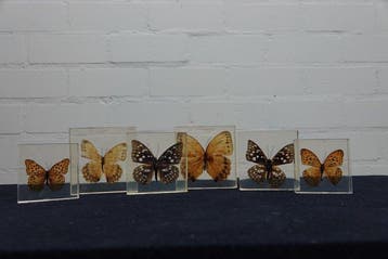 Butterfly in resin Taxidermie wandmontage - various, Nieuw