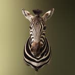 Zebra Taxidermie Opgezette Dieren By Max, Verzamelen, Dierenverzamelingen, Ophalen of Verzenden, Nieuw, Wild dier, Opgezet dier