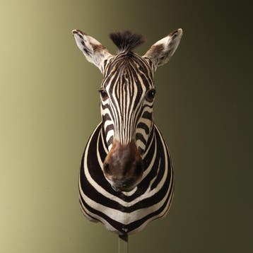Zebra Taxidermie Opgezette Dieren By Max, Ophalen of Verzenden, Nieuw, Wild dier, Opgezet dier
