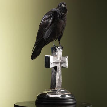 Raaf op Kruis Taxidermie Opgezette Dieren By Max, Ophalen of Verzenden, Nieuw, Vogel, Opgezet dier