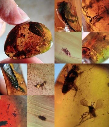 Burmite Amber + insects/inclusions - Barnsteen (Zonder