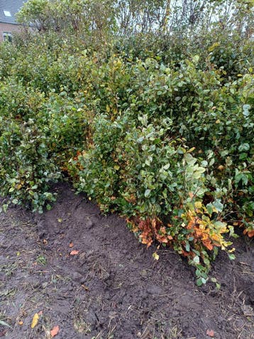 Beukenhaag Aktie Fagus sylvatica Haagplanten rode beukenhaag, Ophalen of Verzenden, Beukenhaag, Haag, 100 tot 250 cm