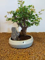 Japanese iep bonsai (Zelkova) - Hoogte (boom): 19 cm -
