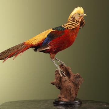 Goudfazant Taxidermie Opgezette Dieren By Max, Ophalen of Verzenden, Nieuw, Vogel, Opgezet dier