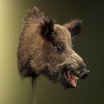Wild Zwijn Middel Taxidermie Opgezette Dieren By Max, Ophalen of Verzenden, Nieuw, Wild dier, Opgezet dier