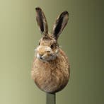 Haas Taxidermie Opgezette Dieren By Max, Verzamelen, Ophalen of Verzenden, Nieuw, Wild dier, Opgezet dier