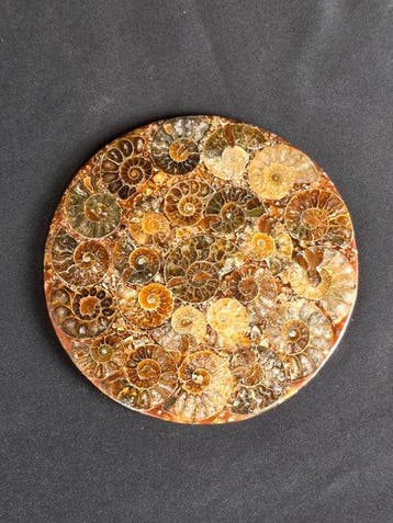 Ammoniet - Gefossiliseerd dier - Aioloceras (Cleoniceras)
