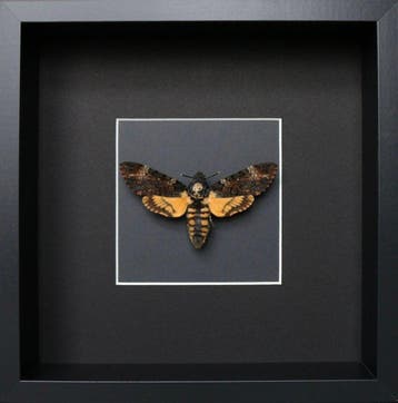 Mot Taxidermie volledige montage - Acherontia atropos - 25, Nieuw