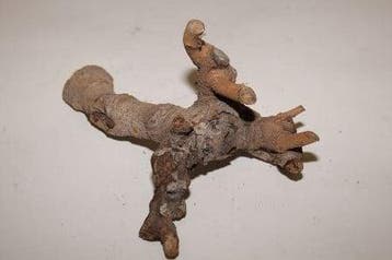 Kuwa Root stronk 25-30cm Naturel, Ophalen of Verzenden, Nieuw