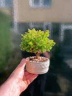 Chamaecyparis Thyoides - Hoogte (boom): 14 cm - Diepte