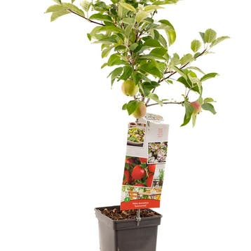 Appel Summerred container (P18) Roze, Wit, Verzenden