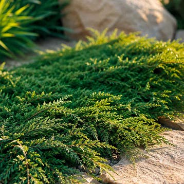 Juniperus communis Green Carpet” Jeneverbes, Coniferen, Verzenden, Conifeer, Struik