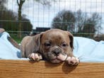 Old English Bulldog pups! | Mogen mee! | Hartelijk Welkom., Parvo, Nederland, 8 tot 15 weken, Bulldog