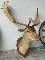 Daino Taxidermie wandmontage - Dama Dama - 105 cm - 85 cm -