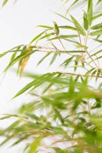 Bamboe / Fargesia Rufa 125-150 cm - Pot, Tuin en Terras, Planten | Struiken en Hagen