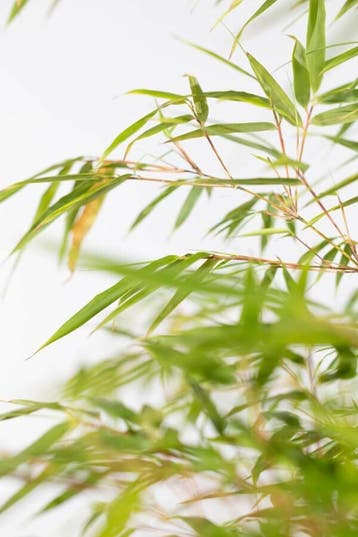 Bamboe / Fargesia Rufa 125-150 cm - Pot