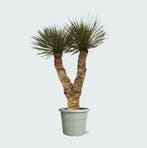Green Bubble - YRHIDRA150 - Yucca Rostrata Hidra - 200 cm, Ophalen of Verzenden
