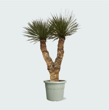 Green Bubble - YRHIDRA150 - Yucca Rostrata Hidra - 200 cm, Ophalen of Verzenden