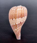 Prachtige schelp, verzamelobject Zeeschelp - Ficus, Ficidae, Nieuw
