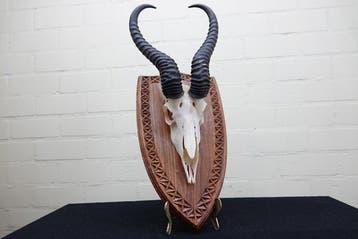 Springbok Schedel - Antidorcas marsupialis - 0 cm - 0 cm - 0, Nieuw