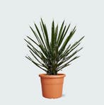 Green Bubble - Yucca Filifera - 70 cm - Ø26 cm, Tuin en Terras, Ophalen of Verzenden