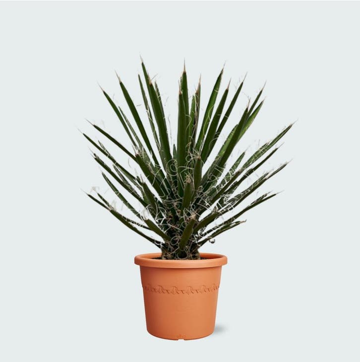 Green Bubble - Yucca Filifera - 70 cm - Ø26 cm, Tuin en Terras, Planten | Tuinplanten, Ophalen of Verzenden
