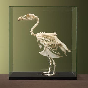 Auerhoen Skelet Taxidermie Opgezette Dieren By Max, Ophalen of Verzenden, Nieuw, Vogel, Opgezet dier