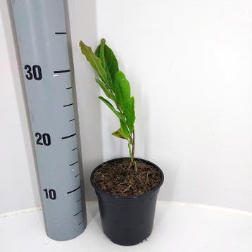 Magnolia stellata | Stermagnolia | € 5,00, Ophalen, Struik