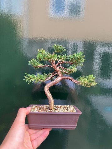 Jeneverbes bonsai (Juniperus) - Hoogte (boom): 21 cm -
