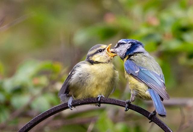Vogelvoer van Topkwaliteit - Haal Vogels naar je Tuin!, Dieren en Toebehoren, Dierenvoeding, Vogel