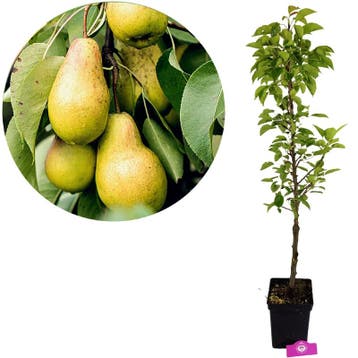 Pyrus communis ‘Lisanne’ + Pot 23cm, Verzenden, Volle zon