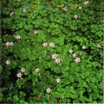 cd - Delia Fischer - Antonio, Verzenden, Zo goed als nieuw