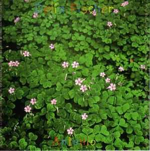 cd - Delia Fischer - Antonio, Cd's en Dvd's, Cd's | Overige Cd's, Zo goed als nieuw, Verzenden